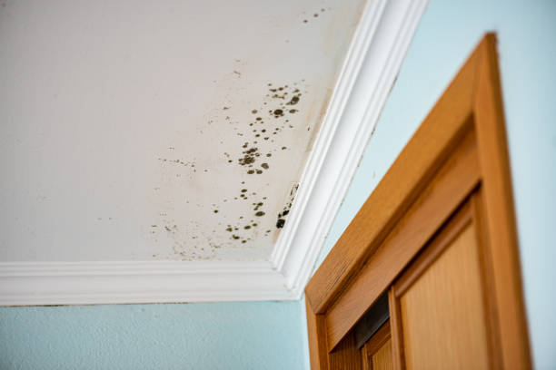 Best Mold Removal Process  in Pierre, SD