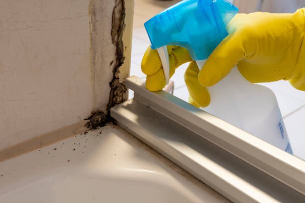 Best Mold Remediation  in Pierre, SD