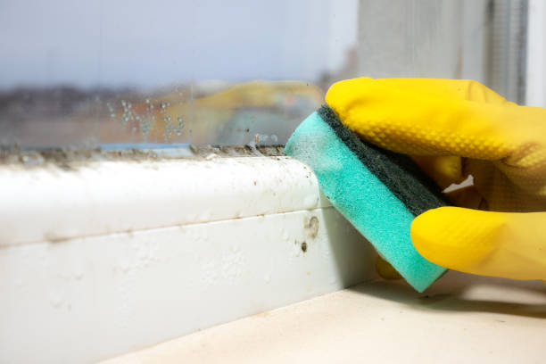 Best Crawl Space Mold Removal  in Pierre, SD