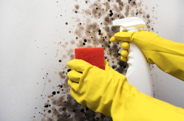 Best Mold Cleaning Services  in Pierre, SD
