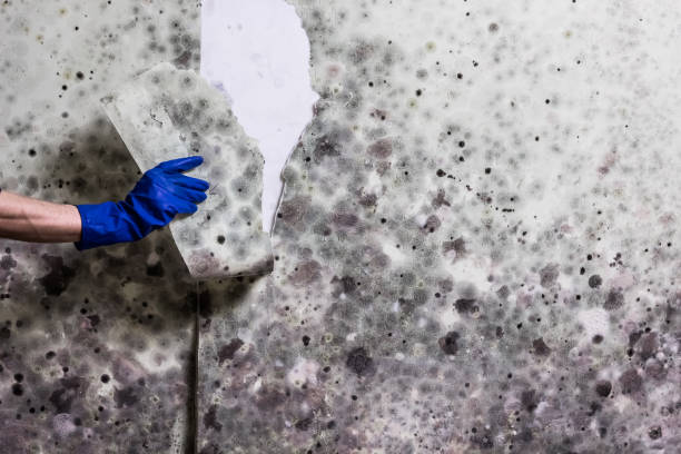 Home Mold Removal in Pierre, SD
