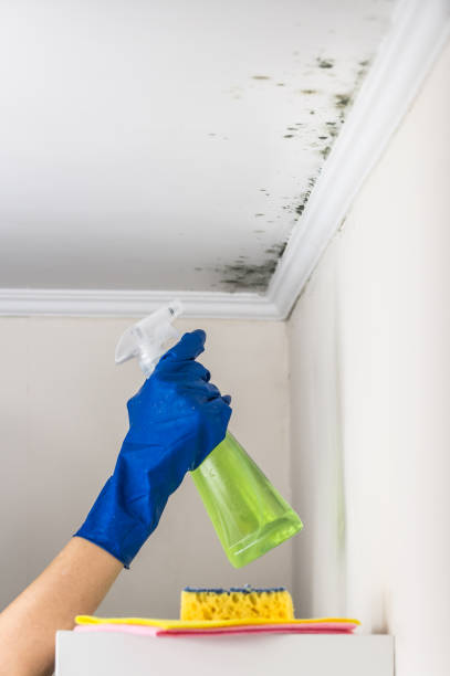 Best Certified Mold Removal  in Pierre, SD